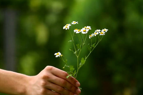 Frilliance Ingredients: What we have (and don't have)